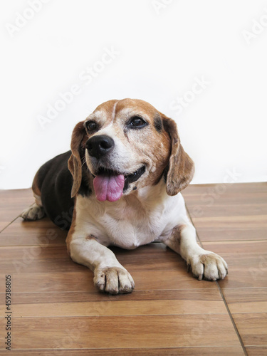 Isolated on white of beagle dog lying on the floor 