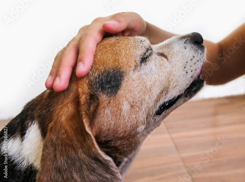 Isolated on white of hand touching beagle dog head with love. 