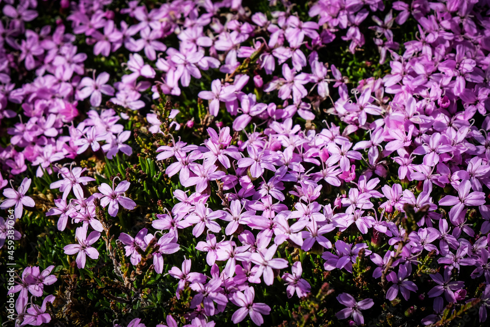 Naklejka premium Close up of purple flowers