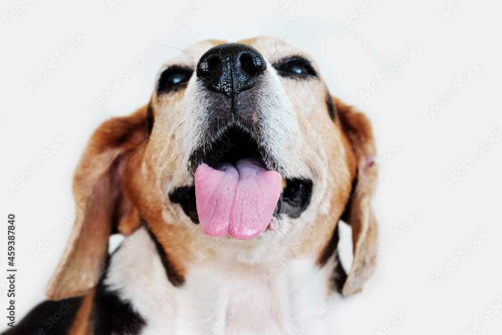 Isolated photo of beagle dog lying on the floor Isolated photo of beagle dog lying on the floor