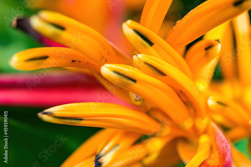 Macro closeup of Yellow orange flower Heliconia psittacorum ,Lobster-claws tropical plants with drop of water nature background. photo