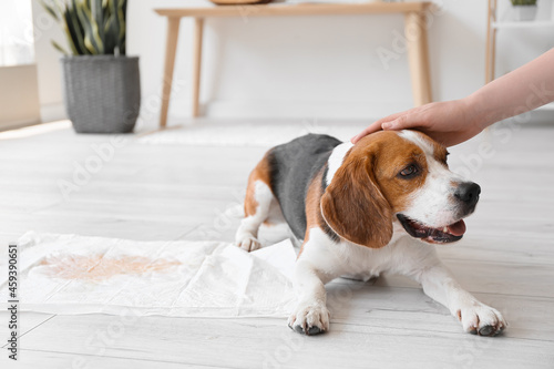 Cute dog near underpad with wet spot on floor