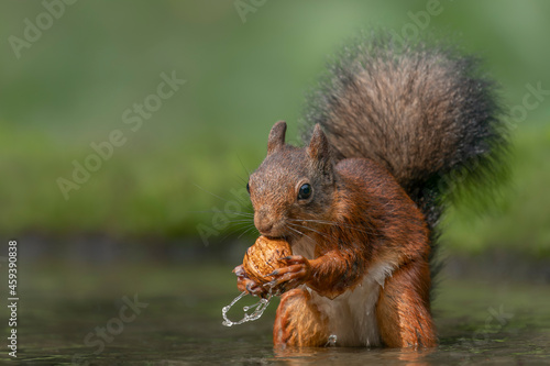 Eurasian red squirrel (Sciurus vulgaris) eating a walnut in a pool of water  in the forest of Noord Brabant in the Netherlands. Green background.                                    © Albert Beukhof