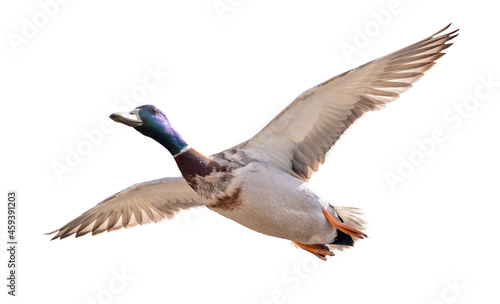 drake of mallard duck in flight isolated on white