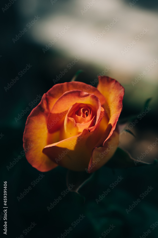 Yellow pink Rose in focus with dark background