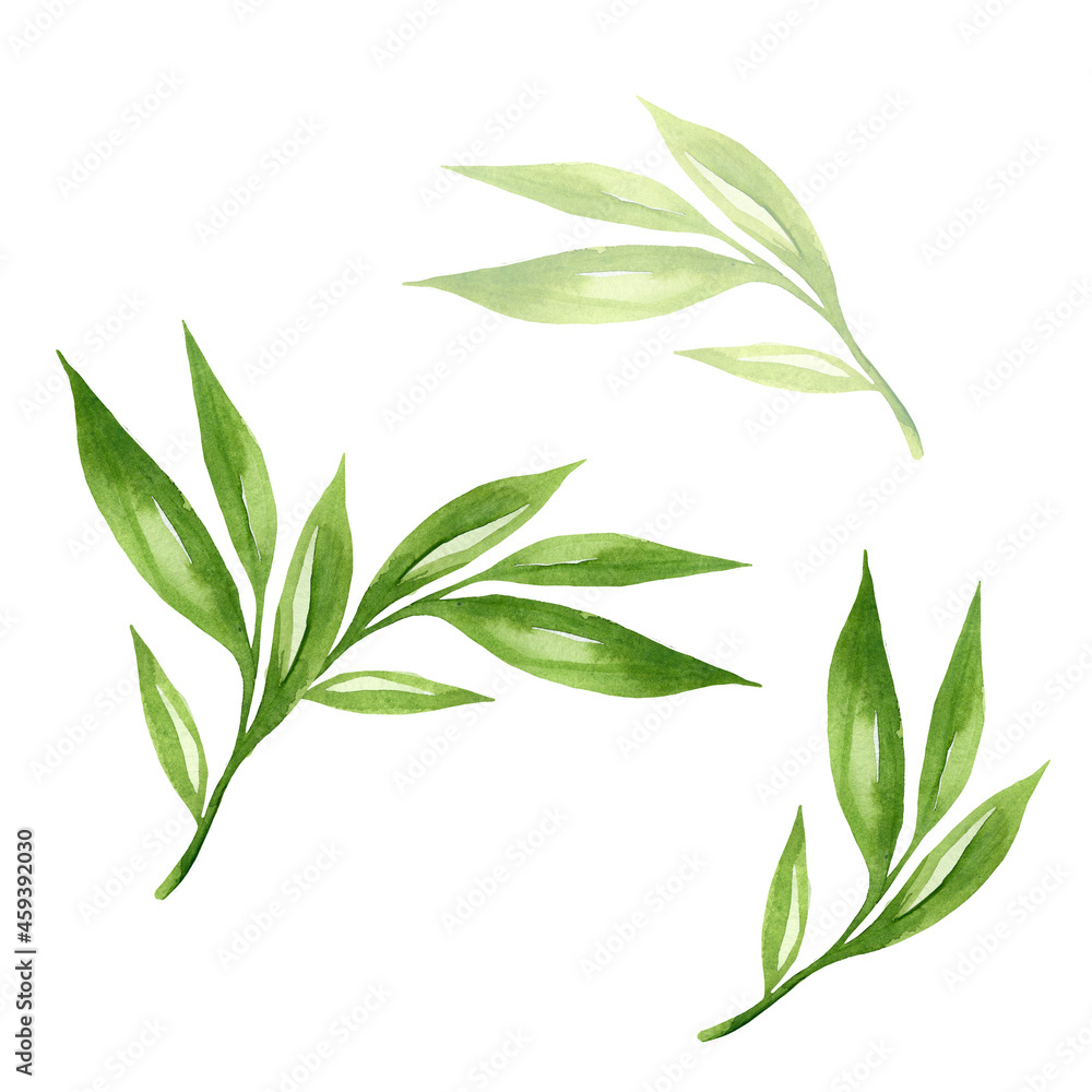 Fototapeta premium Green leaves watercolour as design element. Hand drawn style. Isolated on white background