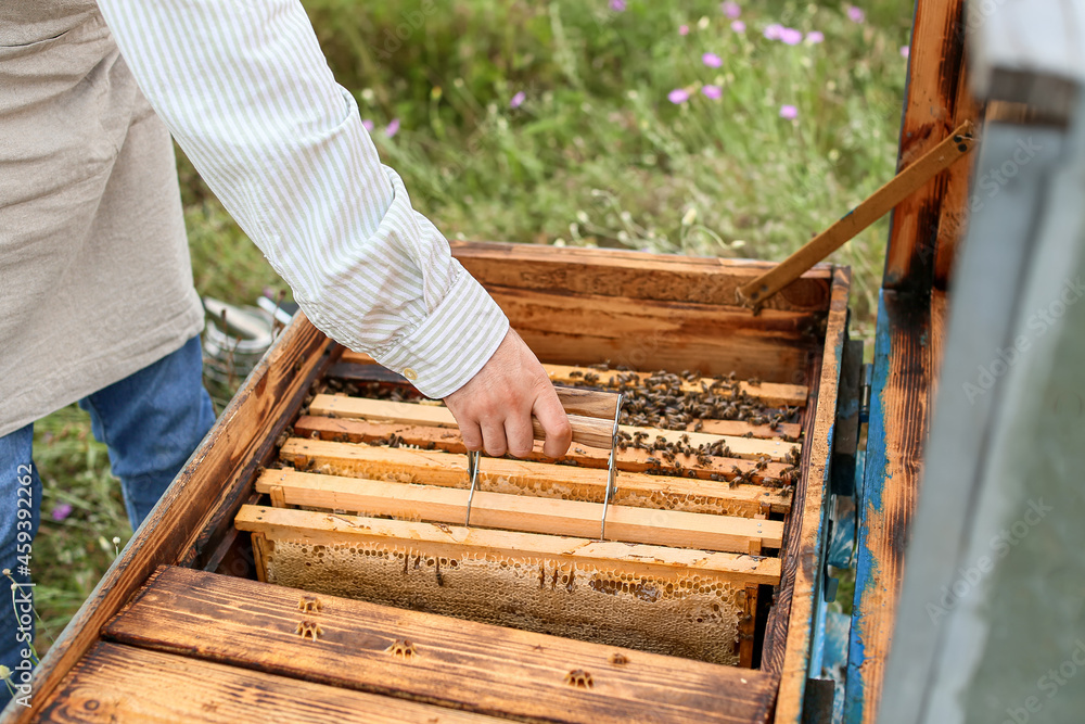 Beekeeper working at his apiary Beekeeper working at his apiary