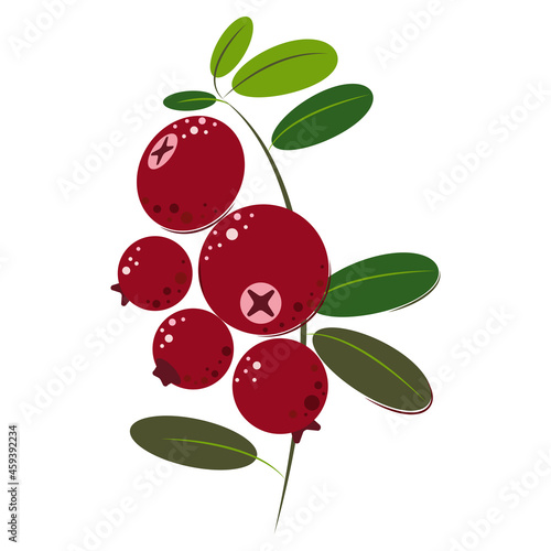 Cranberry. Ripe juicy berries with green leaves. Berries for jam and dessert. Flat style. Vector Illustration.