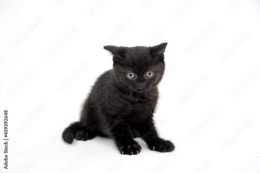 black parody kitten sitting on white isolated photo