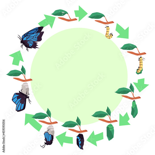 Evolutionary life cycle of butterfly diagram flat vector illustration isolated.