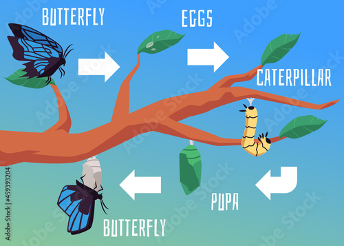 Butterfly life evolution and metamorphosis diagram, flat vector illustration.