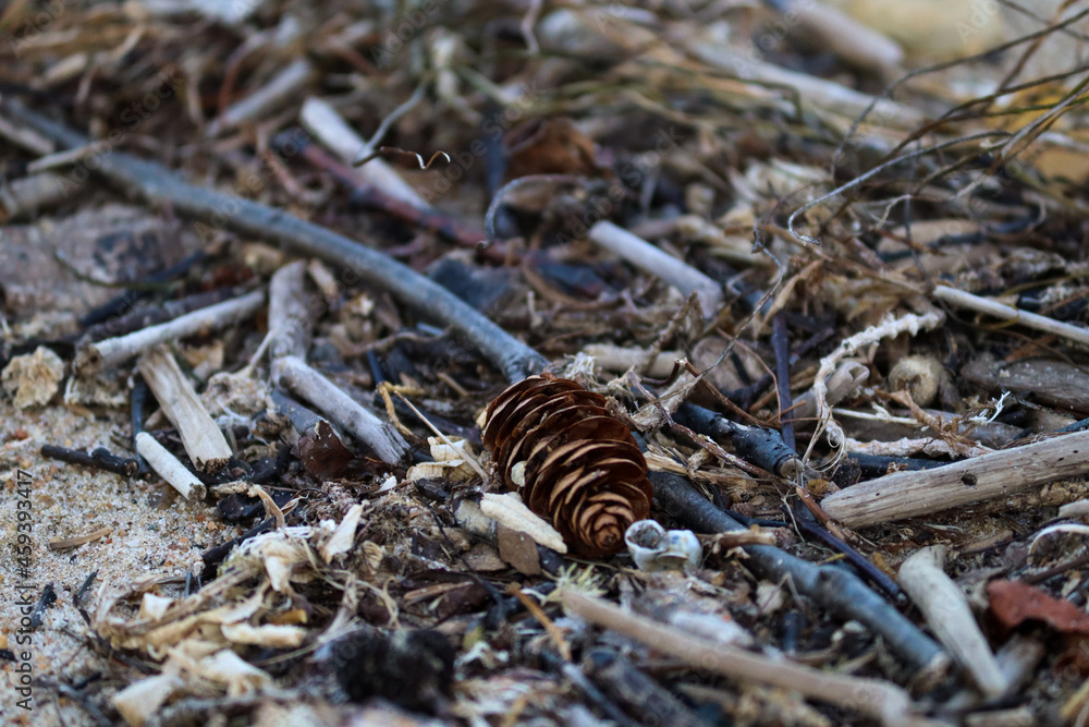 Pinecone on the ground with sticks in autumn Pinecone on the ground with sticks in autumn