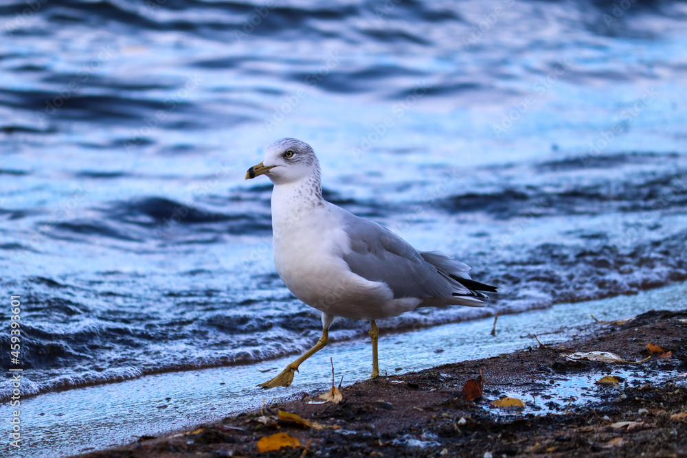 Fototapeta premium Seagull walking