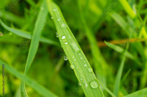 Dew drops on a green blade of grass in the morning sun, close-up, selective focus.