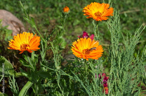 Blooming calendula with a bee on a flower bed in the garden