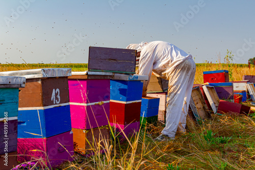 Apiarist, beekeeper is working in apiary, row of beehives, bee farm