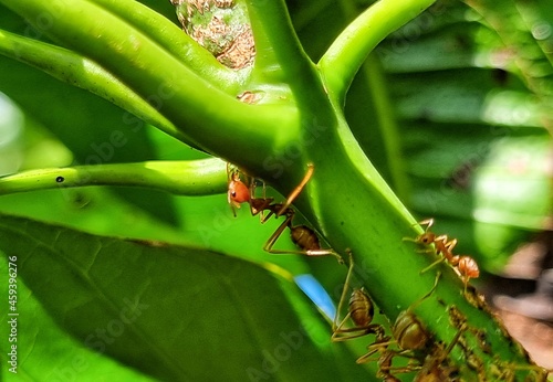 Red ants are climbing green branches in search of food.