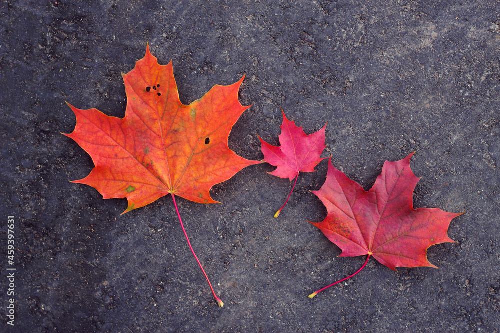 Red maple leaves on the ground. Three colorful autumn leaf on the dark asphalt with top view. Seasonal still life. Red maple leaves on the ground. Three colorful autumn leaf on the dark asphalt with top view. Seasonal still life.