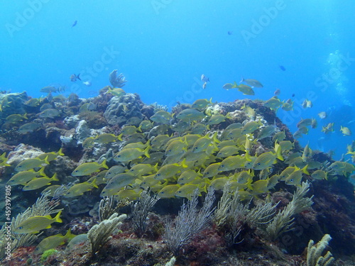Fototapeta Naklejka Na Ścianę i Meble -  Underwater scuba diving of Isla Mujeres, Cancun, Mexico (OLYMPUS DIGITAL CAMERA)