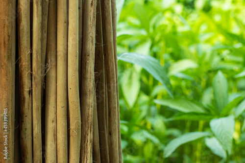 Dry saluyot, jute stick green jute or ewedu plant together