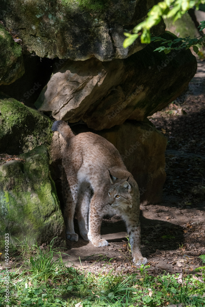 Luchs Aufbruch