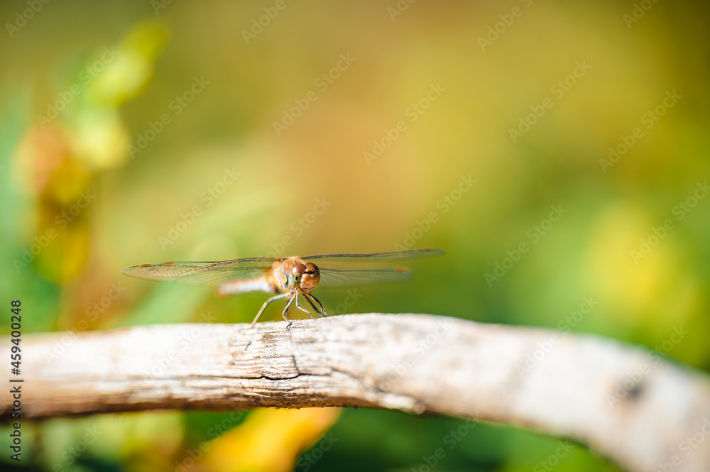 Small cute dragonfly the common darter (Sympetrum striolatum) sitting on a branch. Autumn colors on background. Small cute dragonfly the common darter (Sympetrum striolatum) sitting on a branch. Autumn colors on background.