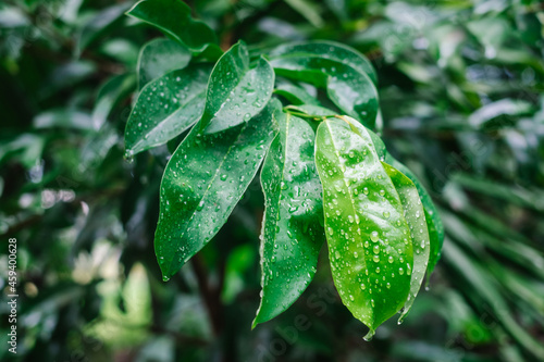 Bild auf Leinwand Closeup of Soursop or Graviola leaves with raindrops on them.