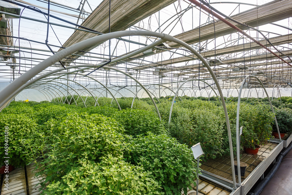 rows of young conifers in greenhouse with a lot of plants on plantation rows of young conifers in greenhouse with a lot of plants on plantation