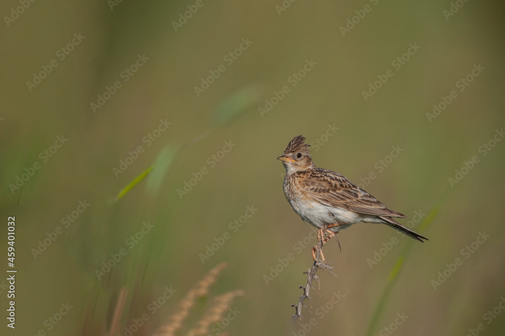 Eurasian Skylark (Alauda arvensis) perched on a flower branch green background Eurasian Skylark (Alauda arvensis) perched on a flower branch green background