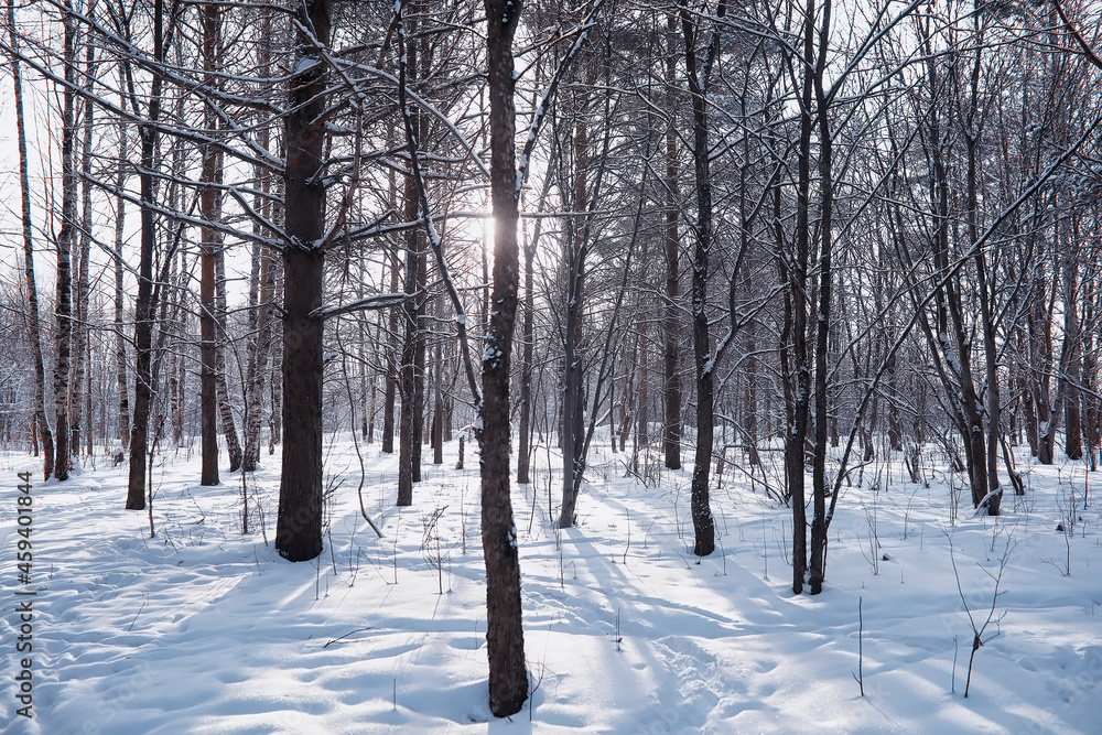 Winter forest landscape. Tall trees under snow cover. January frosty day in the park. Winter forest landscape. Tall trees under snow cover. January frosty day in the park.