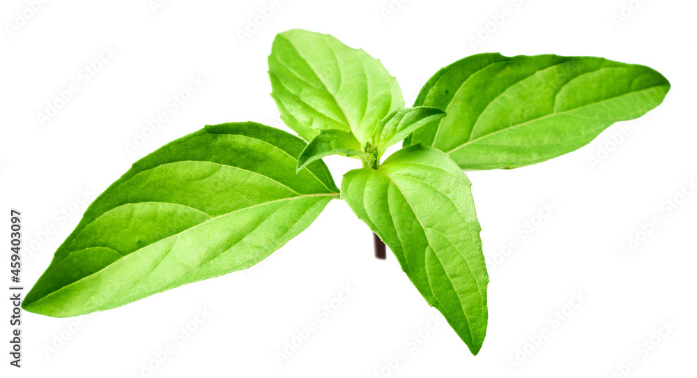 fresh Thai Basil isolated on white background fresh Thai Basil isolated on white background