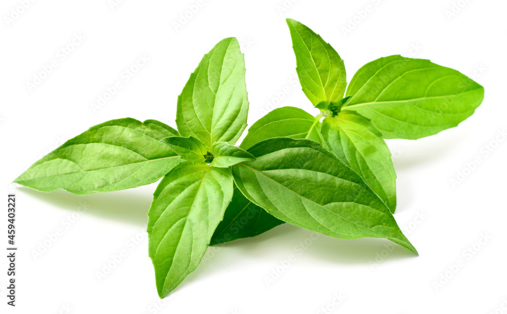fresh Thai Basil isolated on white background fresh Thai Basil isolated on white background