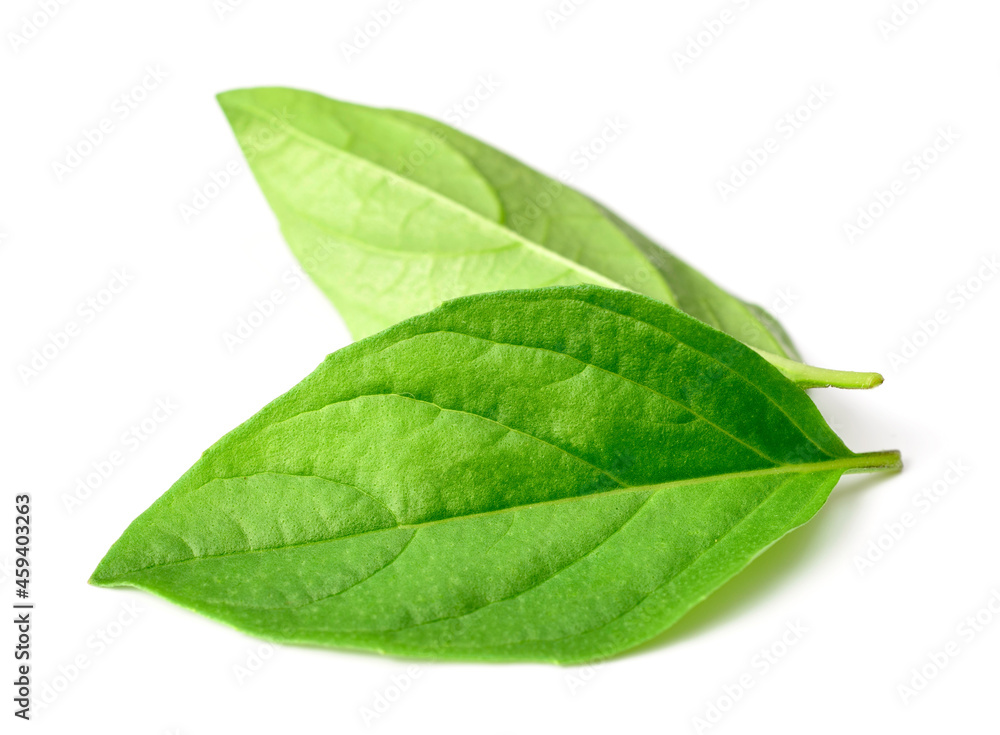 fresh Thai Basil leaves isolated on white background fresh Thai Basil leaves isolated on white background