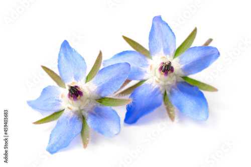 fresh borage flowers isolated on white background