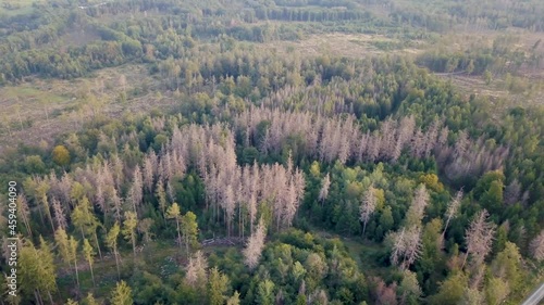 4 in 1 clip: Drone Aerial view of forest dieback caused by climate change, dryness and the bark beetle dead trees in the Taunus close to Sandplacken, Hessen Germany photo