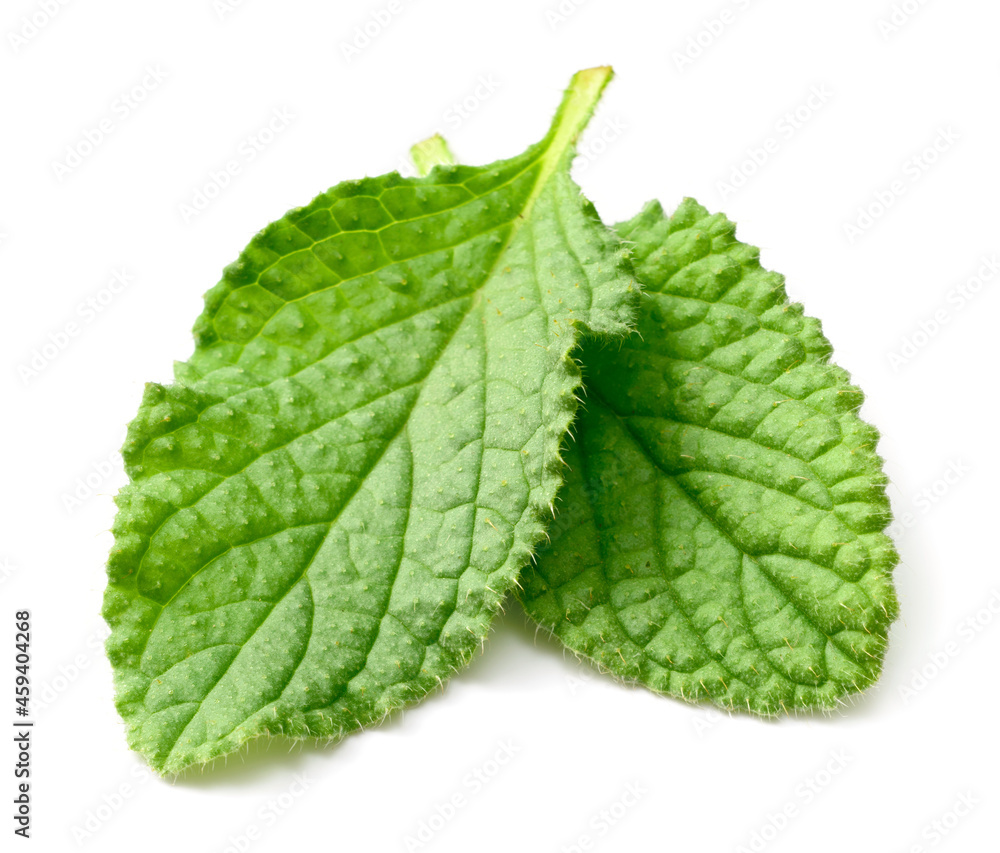 fresh borage leaves isolated on white background fresh borage leaves isolated on white background