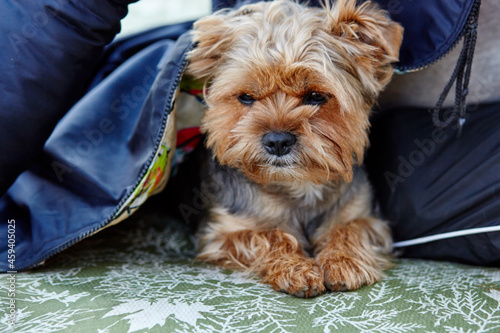 Beautiful yorkshire terrier resting outdoors. Portrait of nice dog
