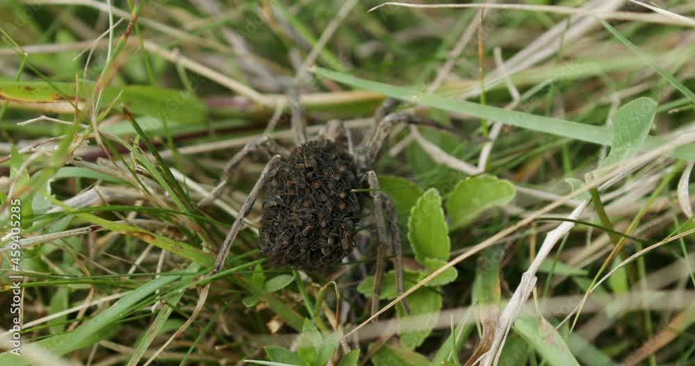 Closeup photo of female wolf spider with the offspring on the back Closeup photo of female wolf spider with the offspring on the back