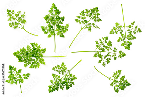 fresh chervil isolated on white background  top view