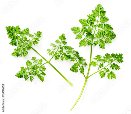 fresh chervil isolated on white background, top view