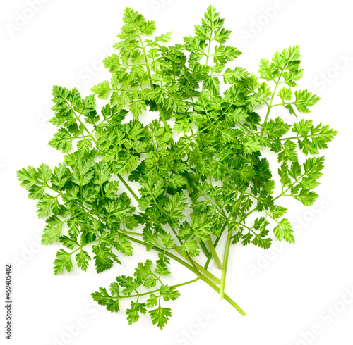 fresh chervil isolated on white background