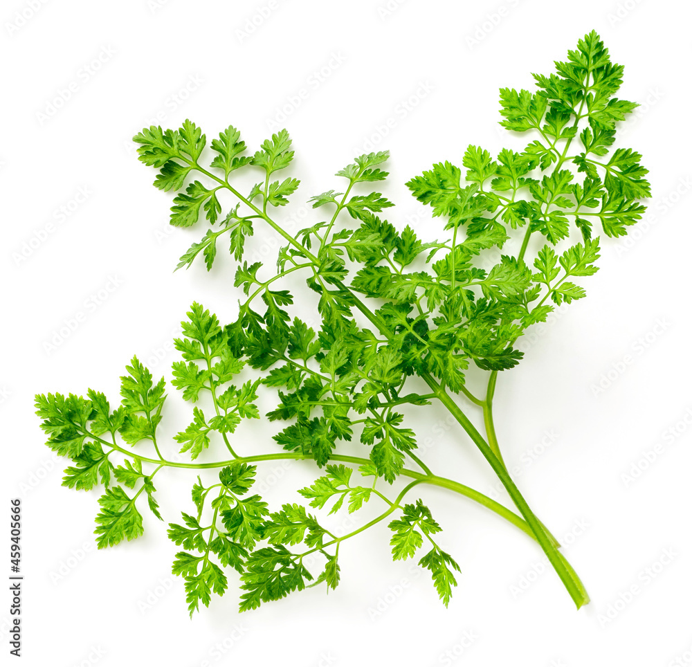 fresh chervil isolated on white background fresh chervil isolated on white background