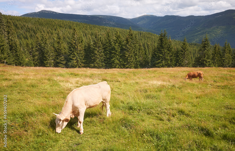Cattle grazing on a mountain pasture.