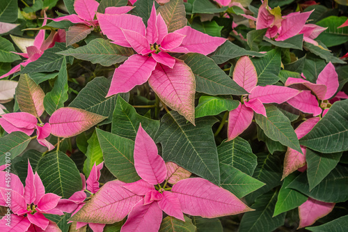 floral christmas background of bright pink poinsetia flowers