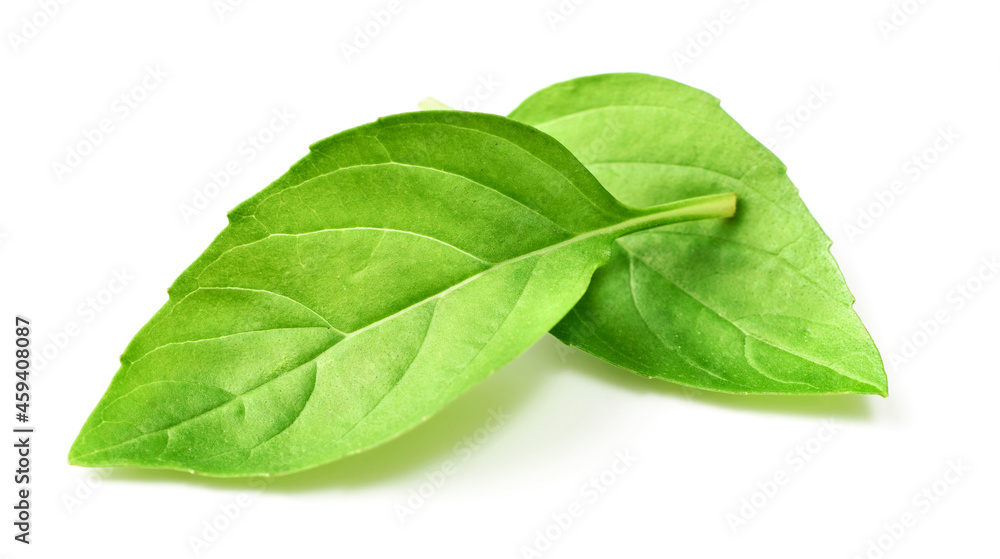 fresh lemon basil leaves isolated on white background fresh lemon basil leaves isolated on white background
