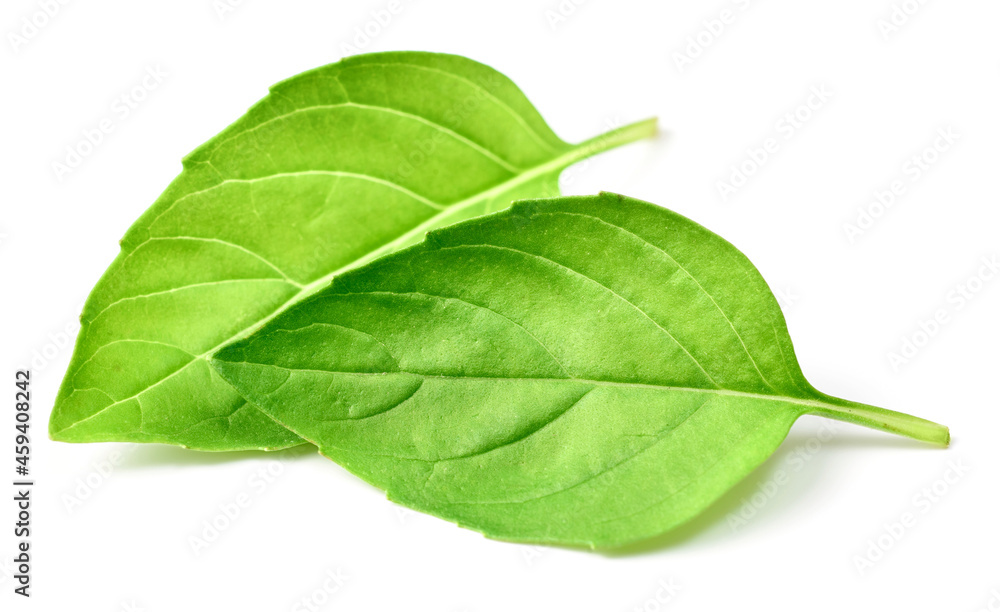 Fototapeta premium fresh lemon basil leaves isolated on white background