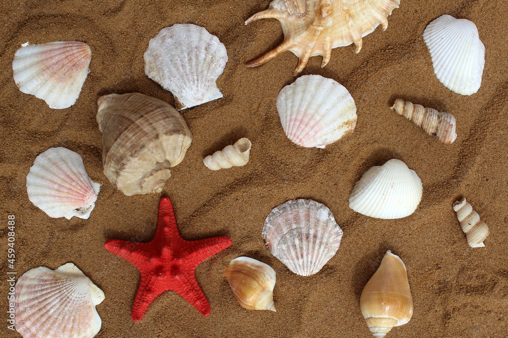 Various seashells and a starfish lie on the sand.