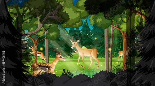 Photography Wild animals in forest landscape background