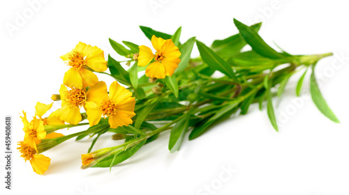 Bild auf Leinwand fresh blooming Mexican tarragon isolated on white background