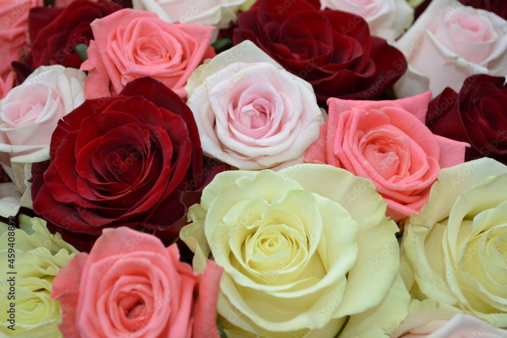 Naklejka premium Roses of different colors close-up.